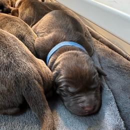 Dark Blue Boy - Chocolate male Labrador Retriever puppy in Rock Hill, South Carolina from North Star Retrievers