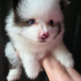 Pixie pup2 - Chocolate merle male Pomeranian puppy in Carrollton, Georgia from B AND R'S POMERANIAN'S
