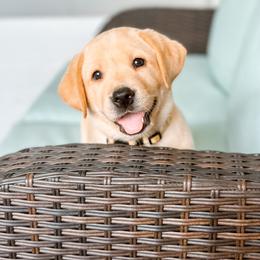 Labrador Retriever Puppies from Bohlken Labradors