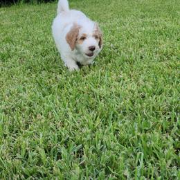 Goldendoodle Puppies from Costa's Curly Canines