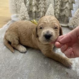 Eggnog (Yellow Collar) - Apricot male Goldendoodle puppy in Bay City, Texas from Charming Doods