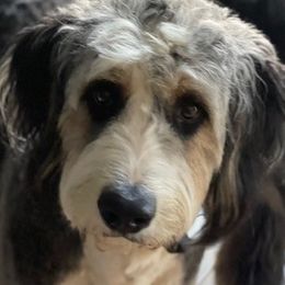Bernedoodles and Goldendoodles from Owen Doodles