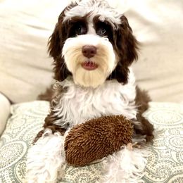 Gracie - Australian Labradoodle