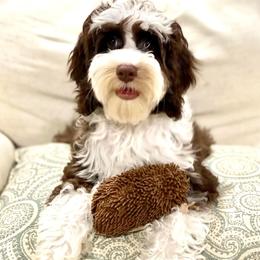 Gracie - Australian Labradoodle