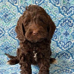 Tulip - Chocolate female Australian Labradoodle puppy in Washington, North Carolina from Pamlico Labradoodles