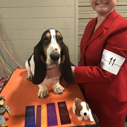 Basset Hound All Grown Up from Renaissance Bassets