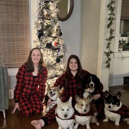 Bernese Mountain Dog and Pembroke Welsh Corgi All Grown Up from Concerto Corgis