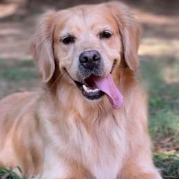 Golden Retrievers from Revival Retrievers