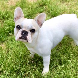 Clair - French Bulldog