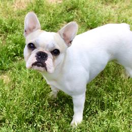 Clair - French Bulldog