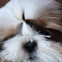 Shih Tzus from Dee-Jay's Shihtzu