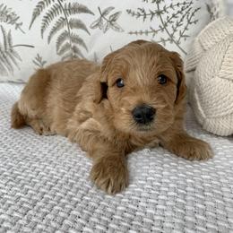 Goldendoodle Puppies from Temecula Creek Doodles