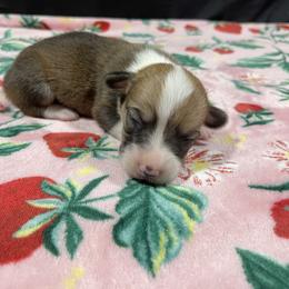 Boy 3 - Red male Pembroke Welsh Corgi puppy in Barstow, California from Caldwell’s Corgis of Southern California