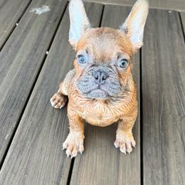 River - Blue fawn male French Bulldog puppy in Saucier, Mississippi from Mississippi Sound Frenchies
