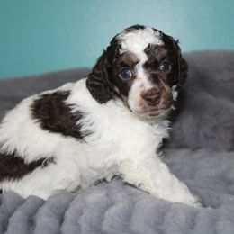 Echo - Parti male Poodle puppy in Grand Rapids, Michigan from Earthstone Poodle