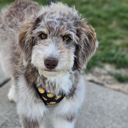 Fern - Brown and white female Aussiedoodle puppy in Buffalo, Illinois from Pear Tree Pups