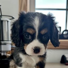 Rooster - Cavalier King Charles Spaniel