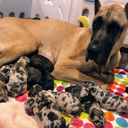 Great Danes from High Point Mountain Danes