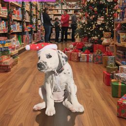 LUA Pink Saphire - White and black female Dalmatian puppy in Phoenix, Arizona from Samba Flavors