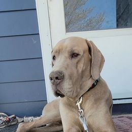 Cash - Great Dane