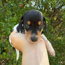Puppy 5 - Black and tan male Dachshund puppy in Riverside, California from Saddle Up Dachshunds