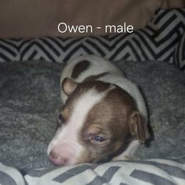 Owen - White and chocolate male Teddy Roosevelt Terrier puppy in Murray, Kentucky from Froschwald German Shepherds and Xanadu Teddy Roosevelt Terriers