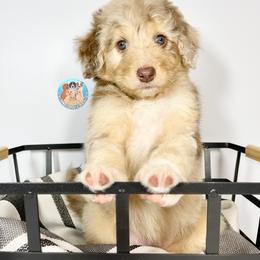 Aussiedoodle, Bernedoodle, and Goldendoodle Puppies from Dandy Doodle Ranch