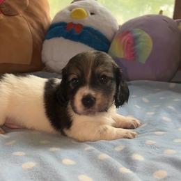 Rowan - Piebald male Dachshund puppy in Spencer, Nebraska from Deer Hollow Dachshunds
