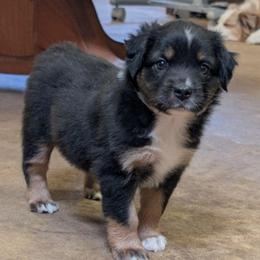Honey - Black tri female Miniature Australian Shepherd puppy in Crockett, Texas from Pleasant Grove Aussies