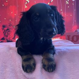 Dachshund Puppies from Howard Hounds