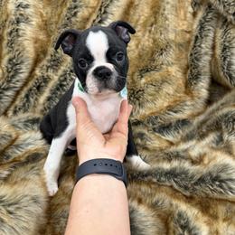 Boy 1 - Black brindle and white male Boston Terrier puppy in Redlands, California from Off The Hook Boston Buddies