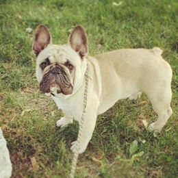 Sharon stone - French Bulldog