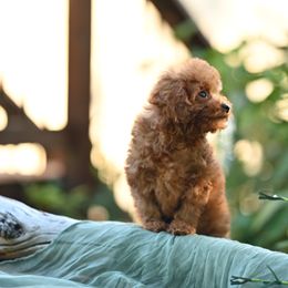 Cavapoo, Cockapoo, and Poodle Puppies from Heavenly Puppies to Love