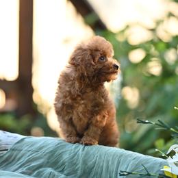 Cavapoo, Cockapoo, and Poodle Puppies from Heavenly Puppies to Love