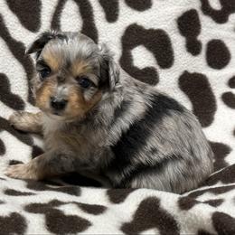 Sully - Blue merle male Australian Shepherd puppy in Hico, Texas from Chisholm Trail Kennels