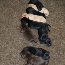 Graham - Black male Labrador Retriever puppy in Camden, Indiana from Camden's Caring Canines