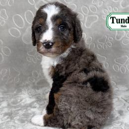 Tundra - Merle male Bernedoodle puppy in Milan, Indiana from Doodles & Spice
