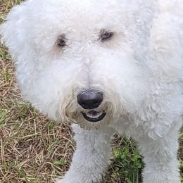 Goldendoodles from Honey's Golden Doodles
