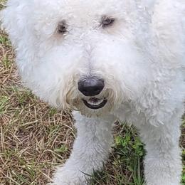 Goldendoodles from Honey's Golden Doodles