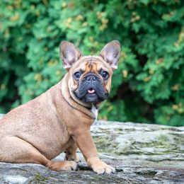 French Bulldog Puppies from Bleu Rock French Bulldogs