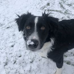 Australian Shepherd Puppies from Johnson Hill Aussies