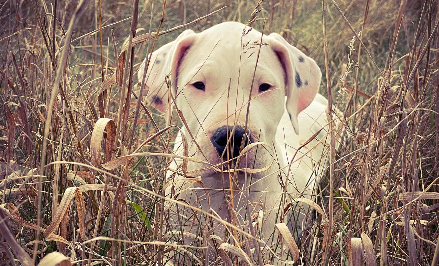 Dogo puppy laying in tall grass