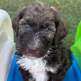 Pecan - Brown male Bernedoodle puppy in Mint Hill, North Carolina from Ball-Y-Hoo Bernedoodles
