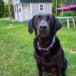 Finley - Labrador Retriever