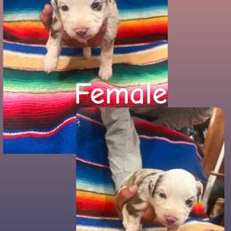RMF-2 - Blue merle female Miniature Australian Shepherd puppy in Chino Valley, Arizona from Perkins Mini/Toy Aussies