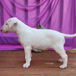 Bull Terrier Puppies from Virtue Bull Terriers