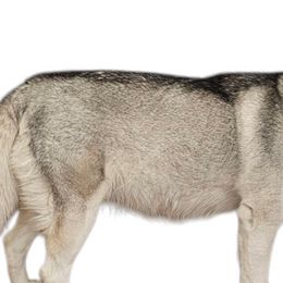 Siberian Huskies from Country Heart Kennel