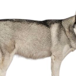 Siberian Huskies from Country Heart Kennel