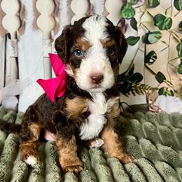 Dark Pink Girl - Brown female Bernedoodle puppy in The Woodlands, Texas from Gracie's Goldendoodles and Bernedoodles of The Woodlands
