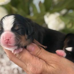 Dumpling - Tri-color male Bernese Mountain Dog puppy in Yuciapa, California from AlltheDoodlez_